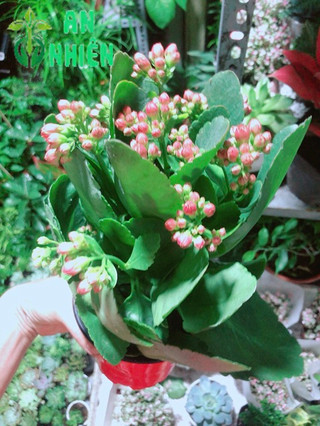 Cây Sống Đời Vàng