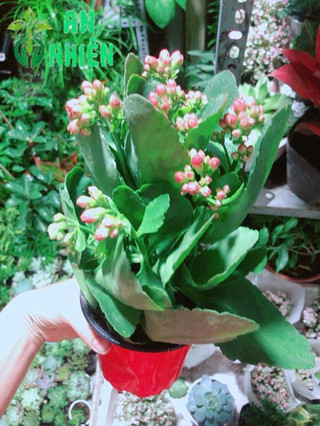 Cây Sống Đời Vàng