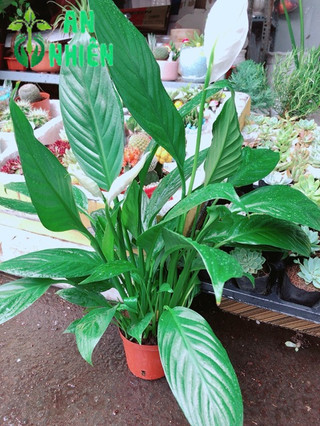 Chậu cây lan ý