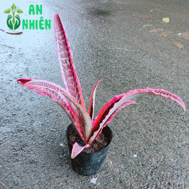 Cây Dứa Đuôi Phụng