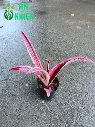 Cây Dứa Đuôi Phụng