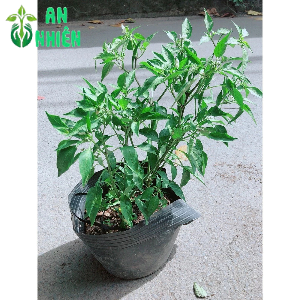 Ớt Hiểm Trái Lớn