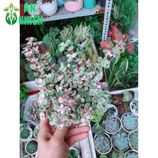 Cây Cành Vàng Lá Ngọc