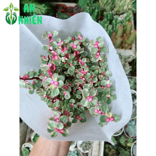 Cây Cành Vàng Lá Ngọc