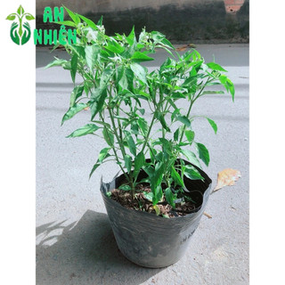 Ớt Hiểm Trái Lớn