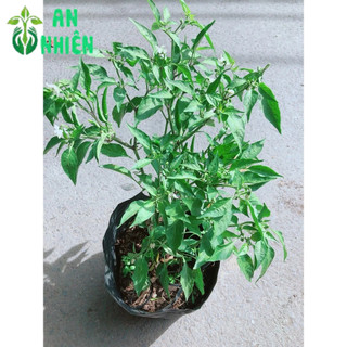 Ớt Hiểm Trái Lớn