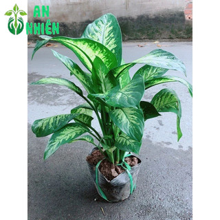 Vạn Niên Thanh Size Đại