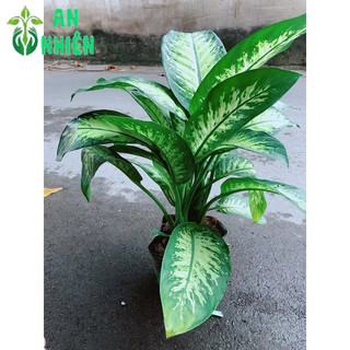 Vạn Niên Thanh Size Đại