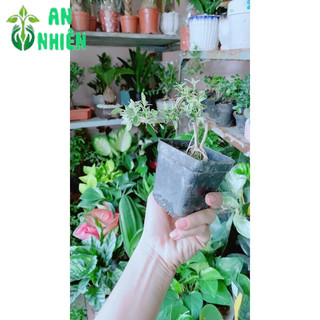 Bạch Tuyết Mai Bonsai Mini