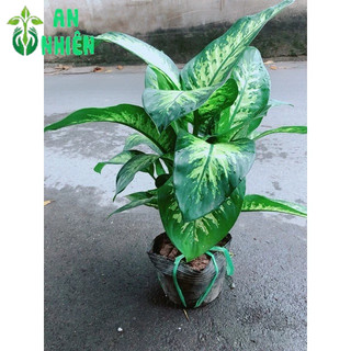 Vạn Niên Thanh Size Đại