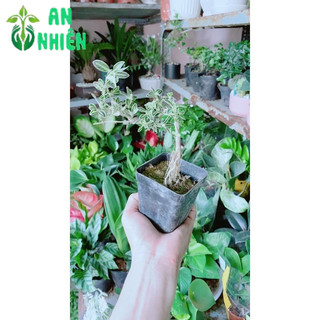 Bạch Tuyết Mai Bonsai Mini