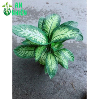 Vạn Niên Thanh Size Đại