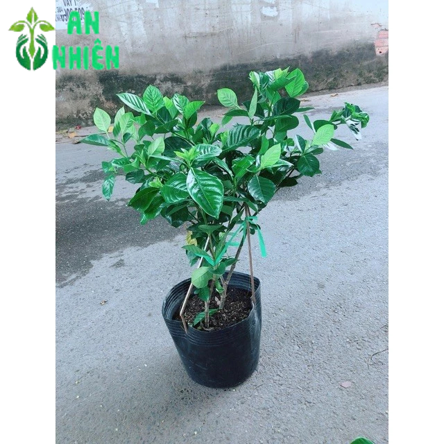 Cây Dành Dành (Bạch Thiên Hương)