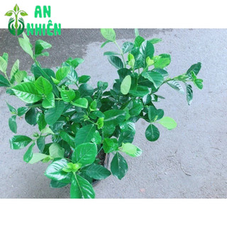 Cây Dành Dành (Bạch Thiên Hương)