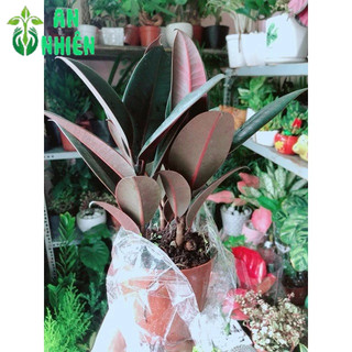 Cây Búp Đa Đỏ