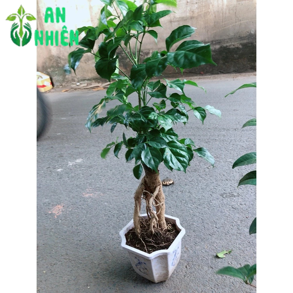 Cây Hạnh Phúc Bonsai