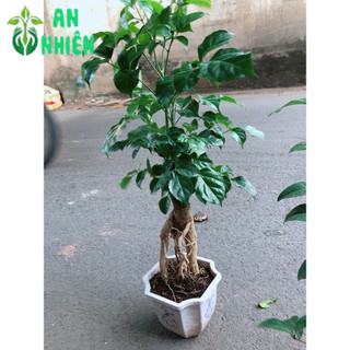 Cây Hạnh Phúc Bonsai