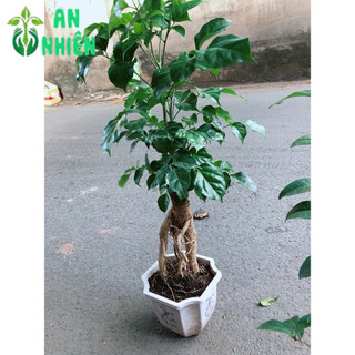 Cây Hạnh Phúc Bonsai