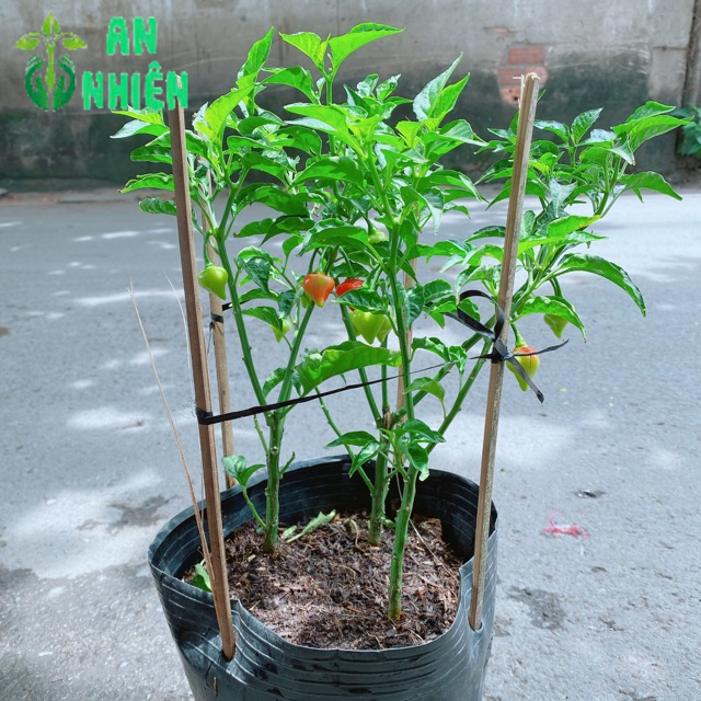 Bụi Ớt Kiểng Trái Tim