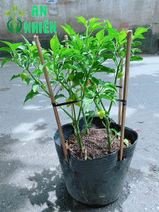 Bụi Ớt Kiểng Trái Tim