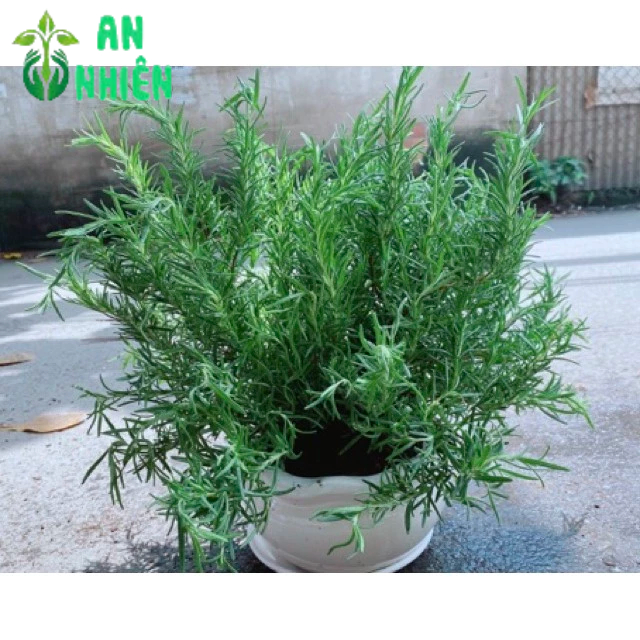 Chậu Hương Thảo Size Đại