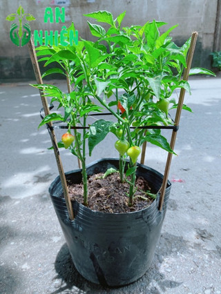 Bụi Ớt Kiểng Trái Tim