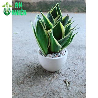 Chậu Lưỡi Hổ Thái Xanh