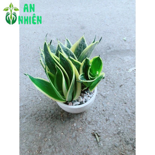 Chậu Lưỡi Hổ Thái Xanh