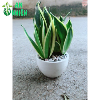 Chậu Lưỡi Hổ Thái Xanh