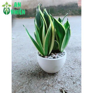 Chậu Lưỡi Hổ Thái Xanh