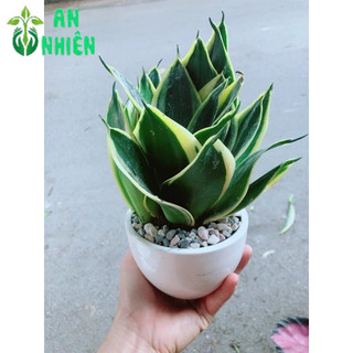 Chậu Lưỡi Hổ Thái Xanh
