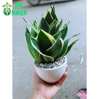 Chậu Lưỡi Hổ Thái Xanh