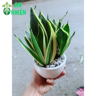 Chậu Lưỡi Hổ Thái Xanh