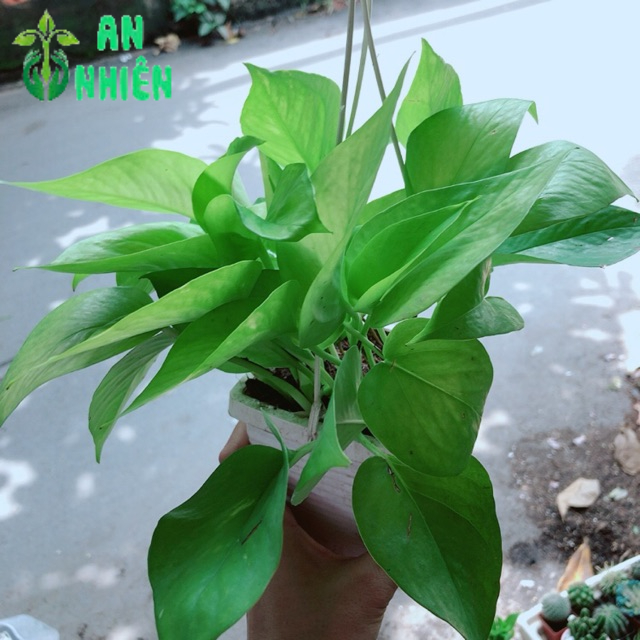Chậu Trầu Bà Thái