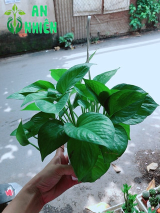 Chậu Trầu Bà Thái