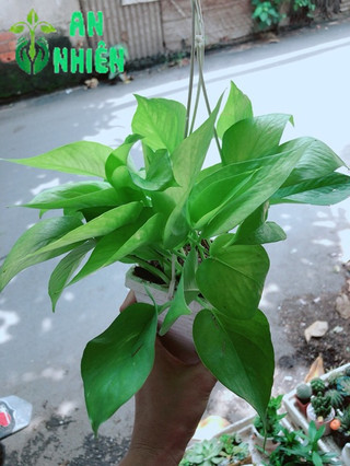 Chậu Trầu Bà Thái