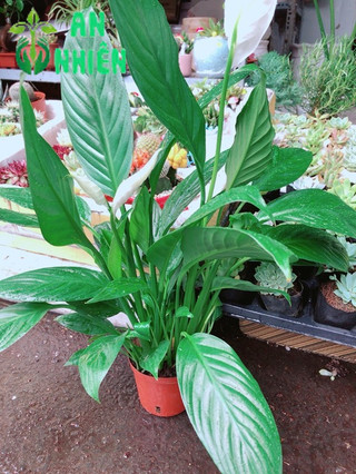 Chậu cây lan ý