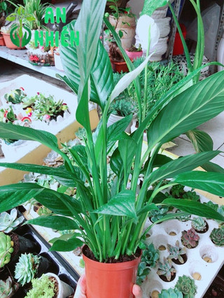 Chậu cây lan ý