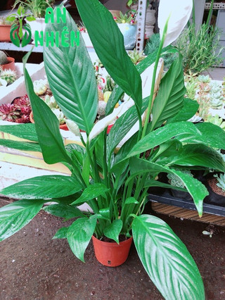 Chậu cây lan ý