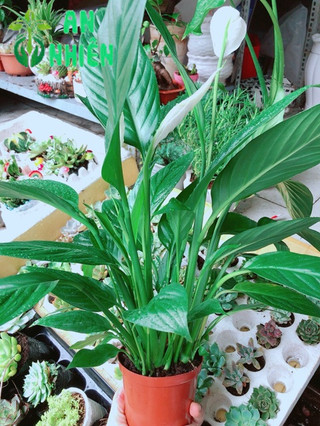 Chậu cây lan ý