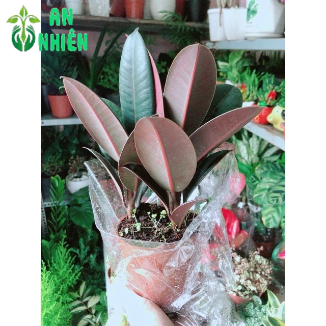 Cây Búp Đa Đỏ