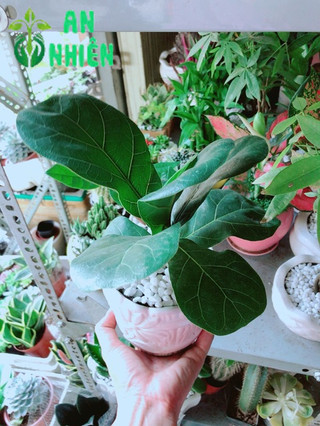 Chậu Bàng Singapore