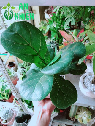 Chậu Bàng Singapore
