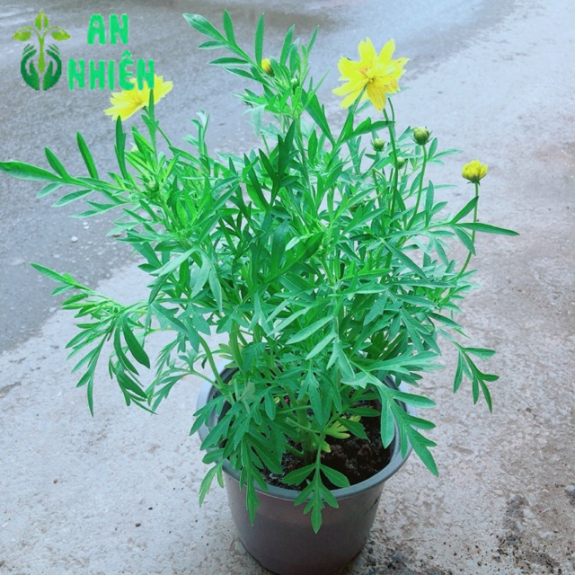 Hoa Cúc Sao Nhái Vàng