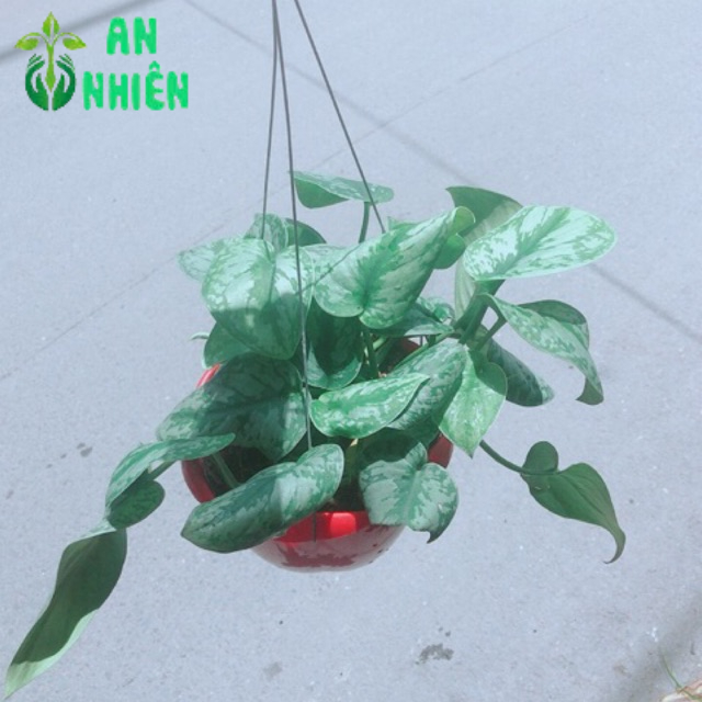 Trầu Bà Lụa