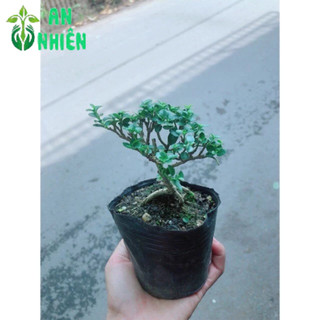 Cây Sam Hương