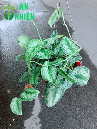 Trầu Bà Lụa
