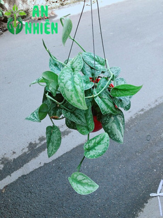 Trầu Bà Lụa