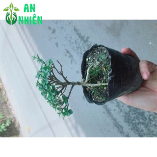 Cây Sam Hương