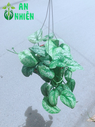 Trầu Bà Lụa
